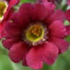 Primula Auricula Cherry - Abriachan Nurseries